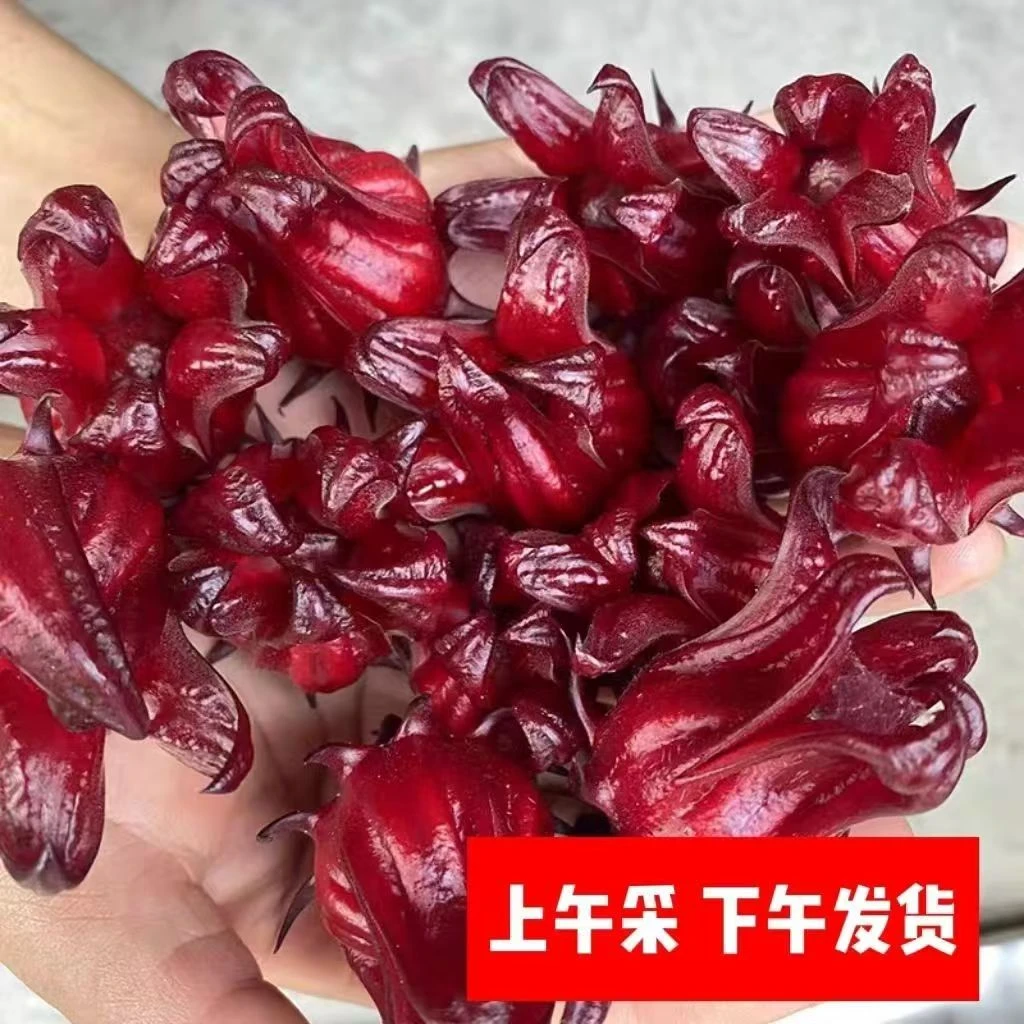 【现摘现发】洛神花新鲜现摘洛神花果茶红桃k泡酒酵素蜜饯生花草茶