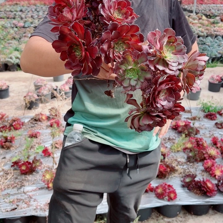 小颗烟花两颗多肉法师