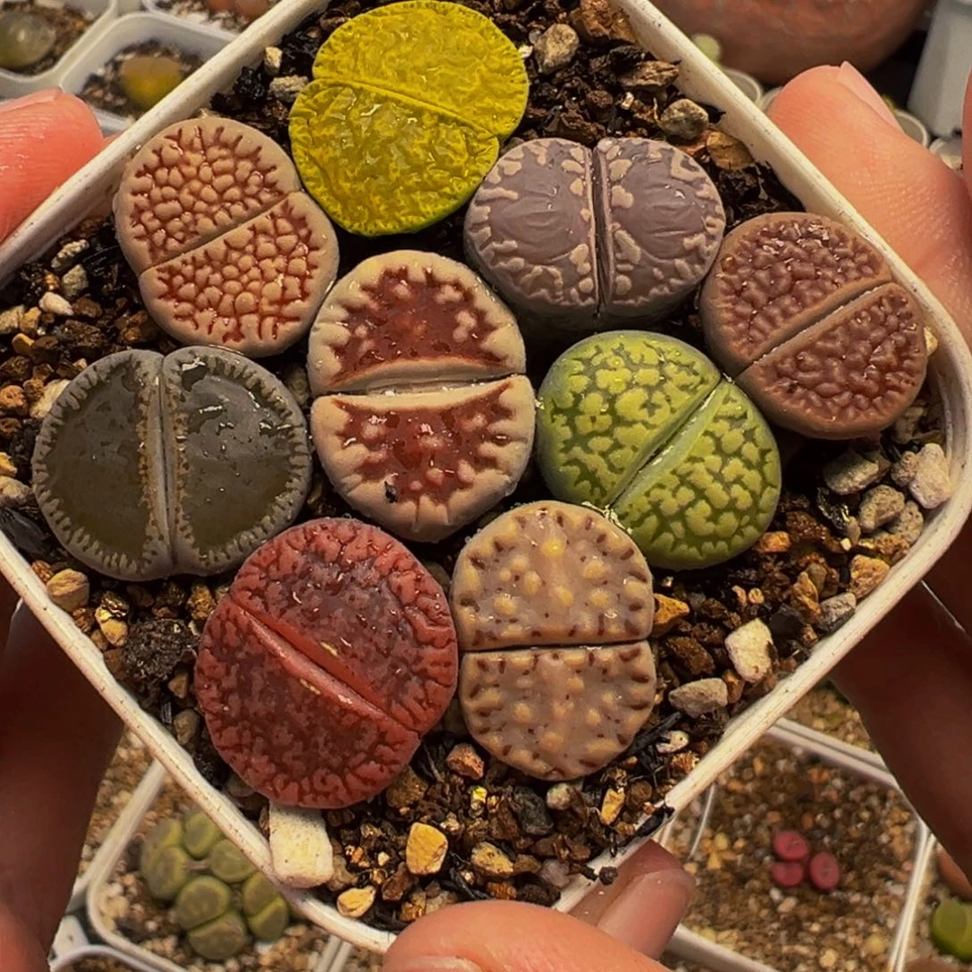982多肉植物种类多样