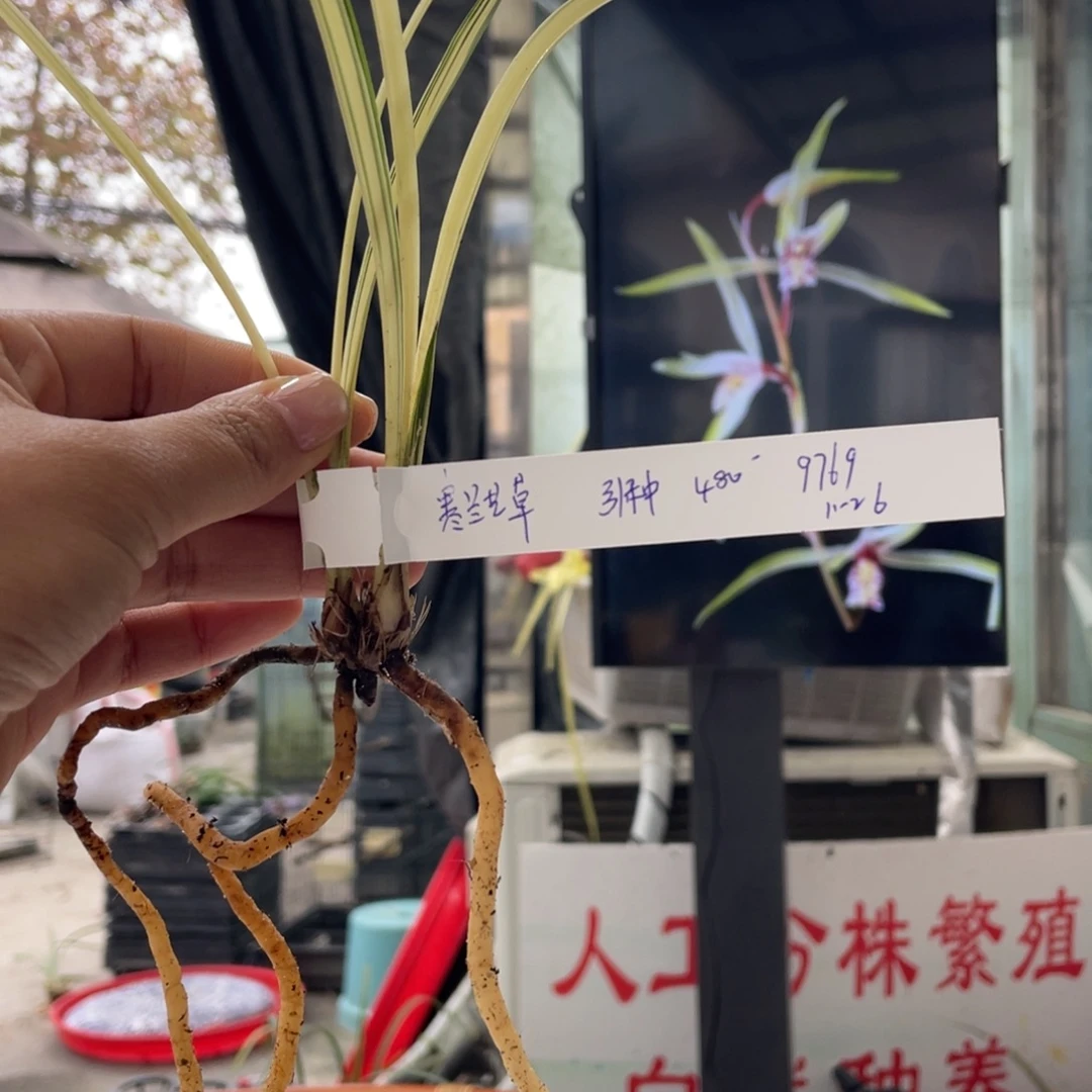 完全开放寒兰艺草发货