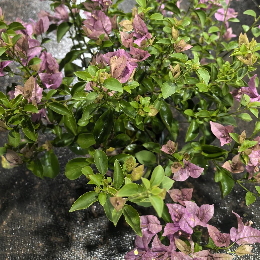蓝莓牛油果三角梅（运输途中会落花落叶甚至光杆介意勿拍）