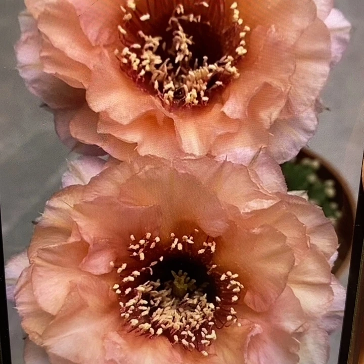 香香2505侧芽5公分左右