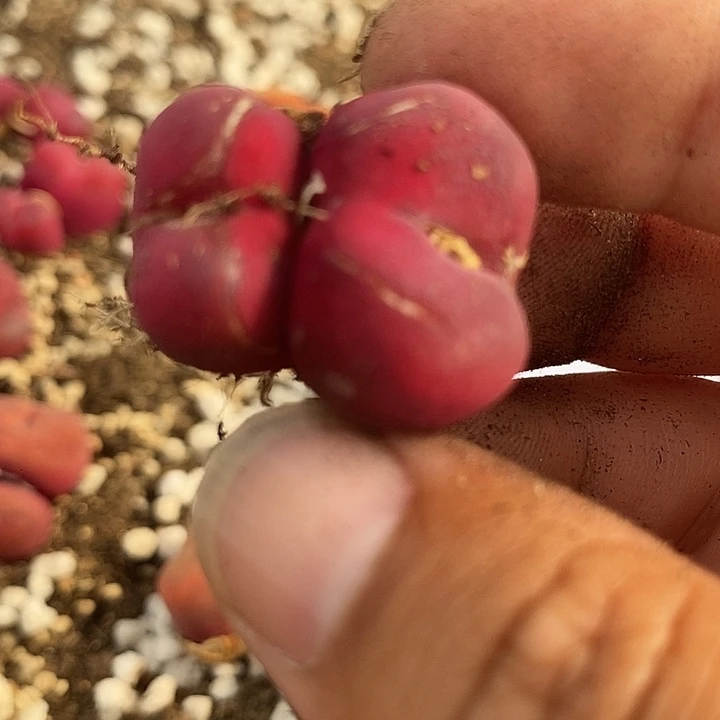 29519一颗         有伤