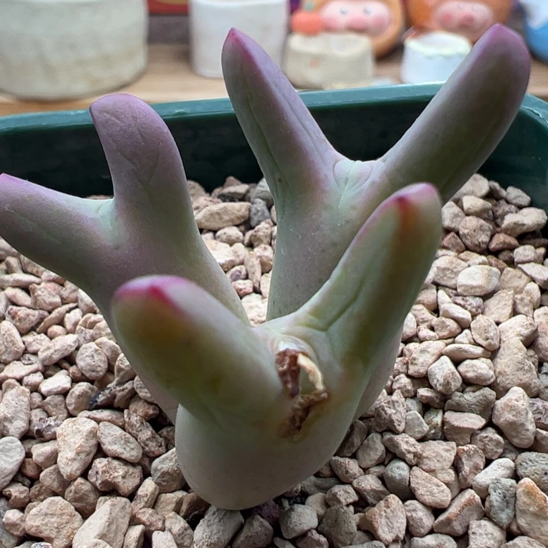 98优选0136皮卡丘三头