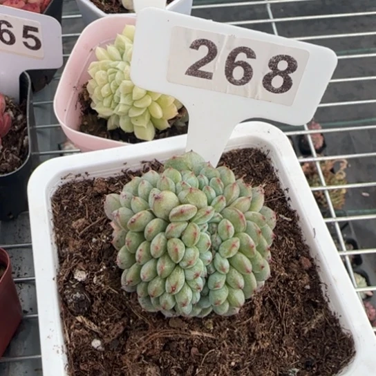 268白胖子缀一物一拍多肉