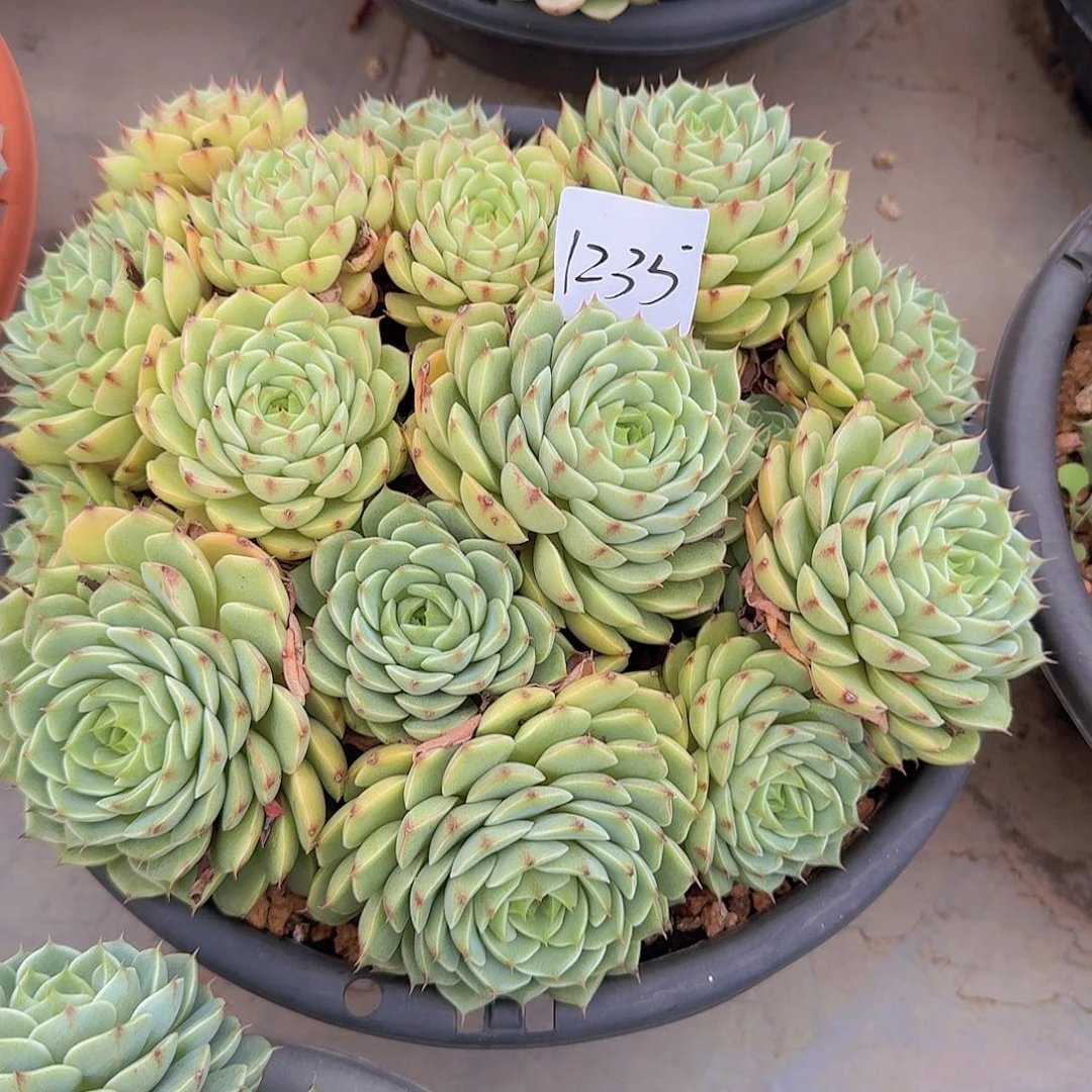 坚***守1235本巴多肉植物