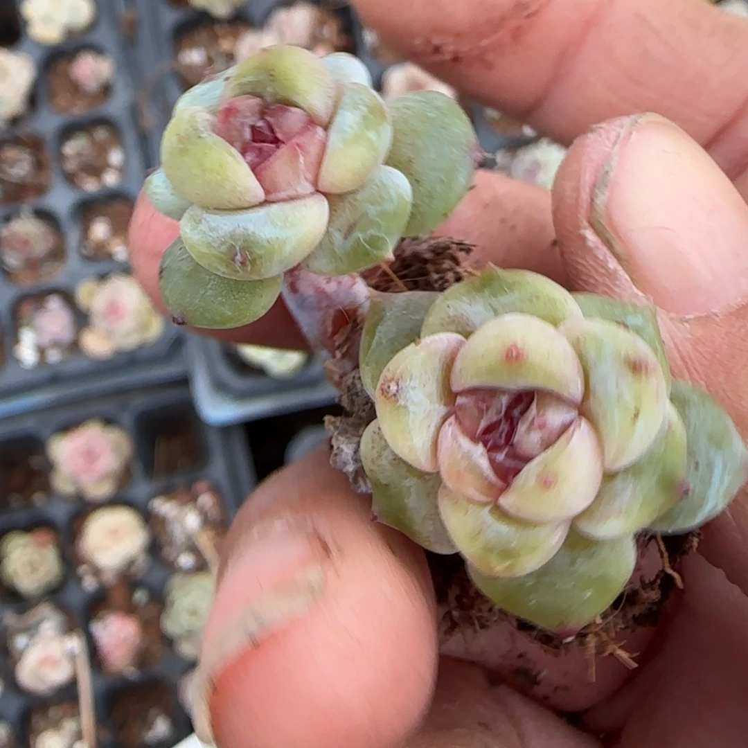 多肉小卡拉米糖心一物一拍