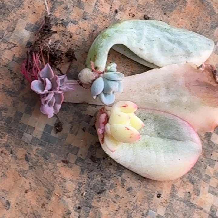 组合一物一拍好看