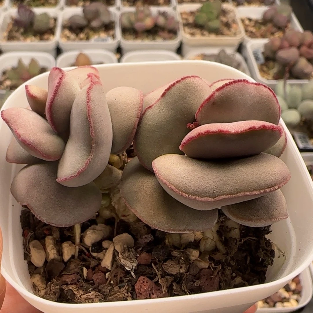 红蛋水泡多肉植物