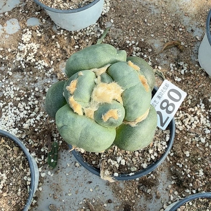 无花朵280大型白肌达摩蛋蛋东五