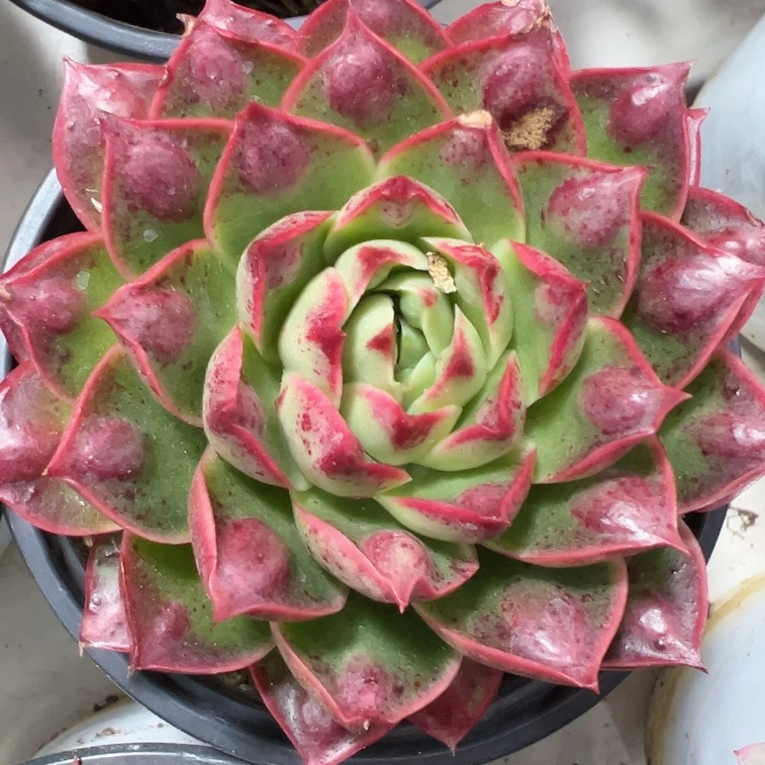 满38包邮柳溪玛多肉