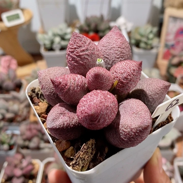 腹部水泡多肉植物