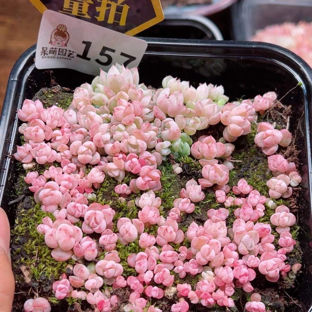 多肉植物多肉植物