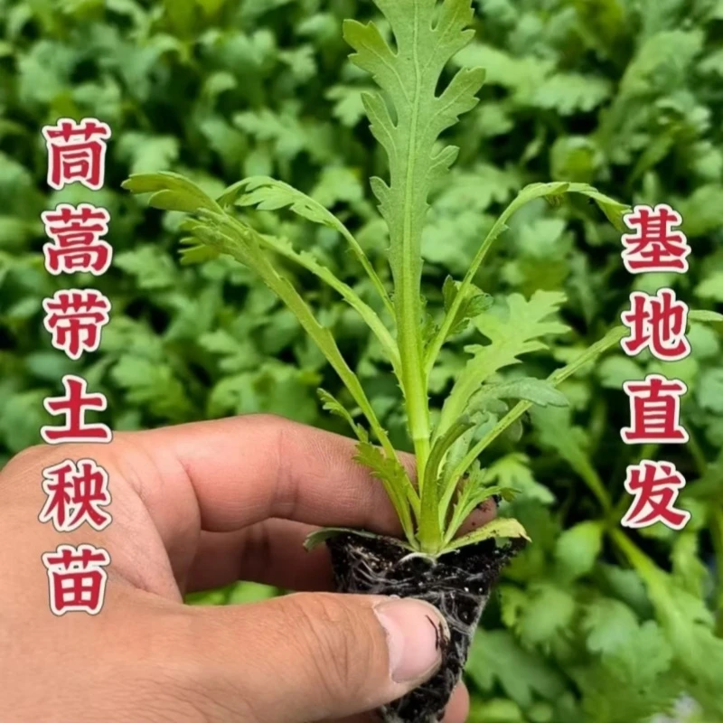 茼蒿苗小叶茼蒿秧苗幼苗四季蔬菜生菜苗新鲜油菜苗青菜木耳菜苗