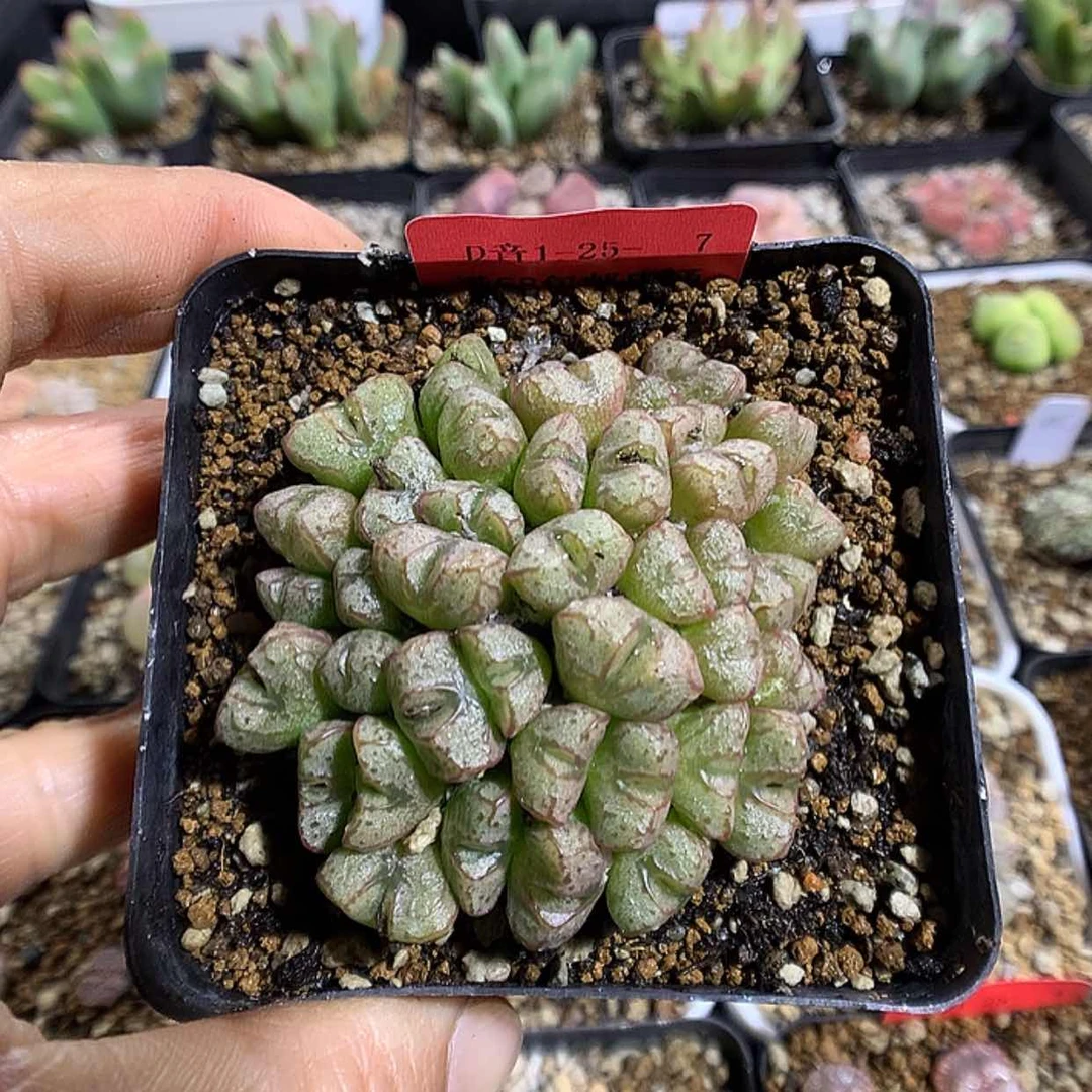 【闪购商品】1-25-7 紫花小t一群 妍妍