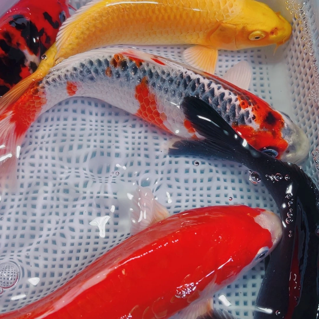 锦鲤锦鲤冷水鱼观赏606