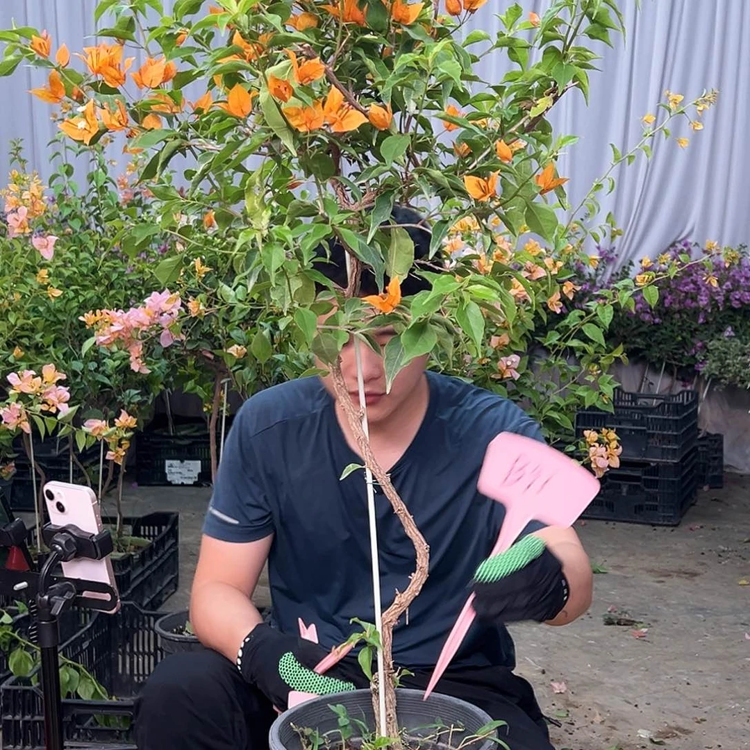 虹***姐当前无花栽培后可以开花B91橙桑巴