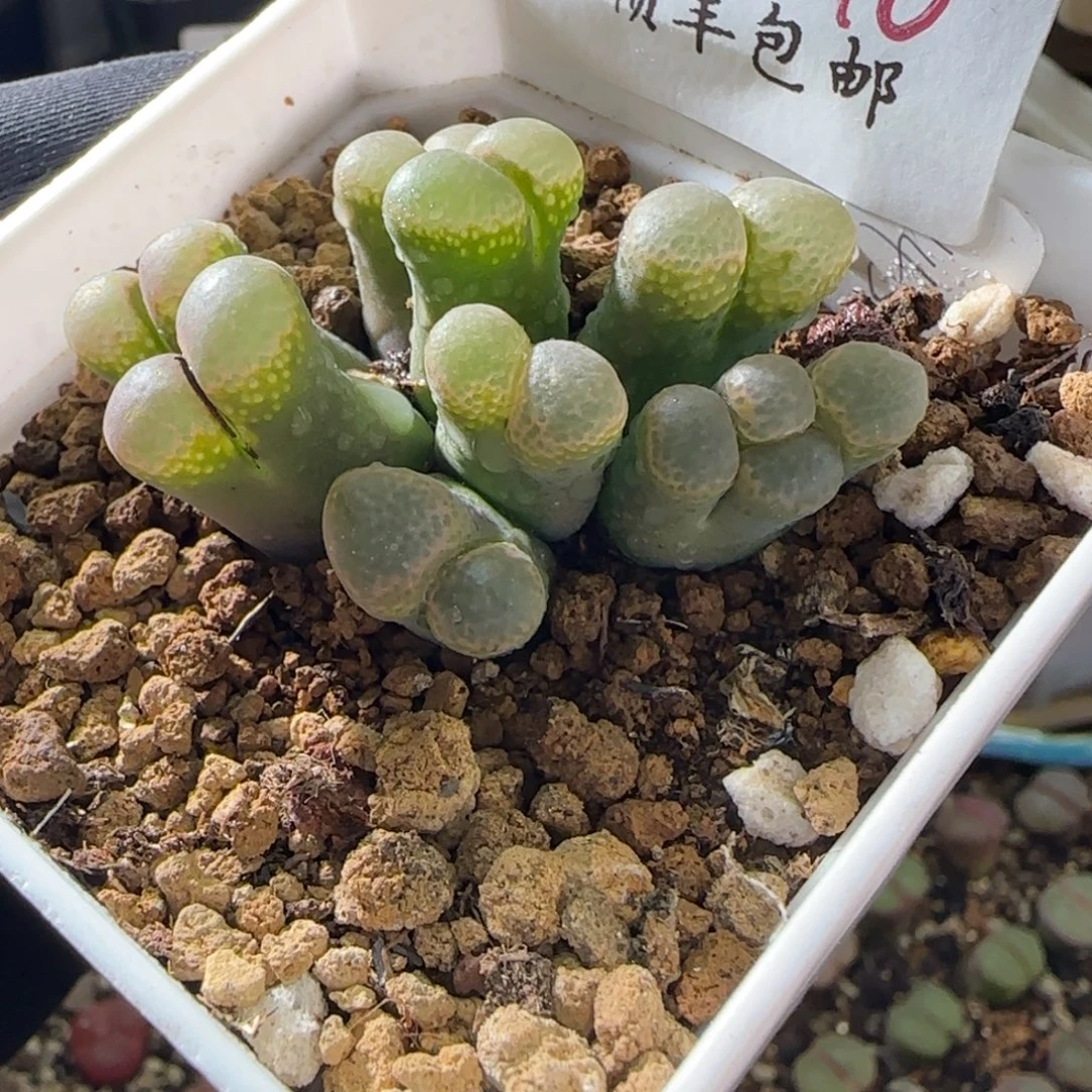 顺丰包邮一物一拍—90