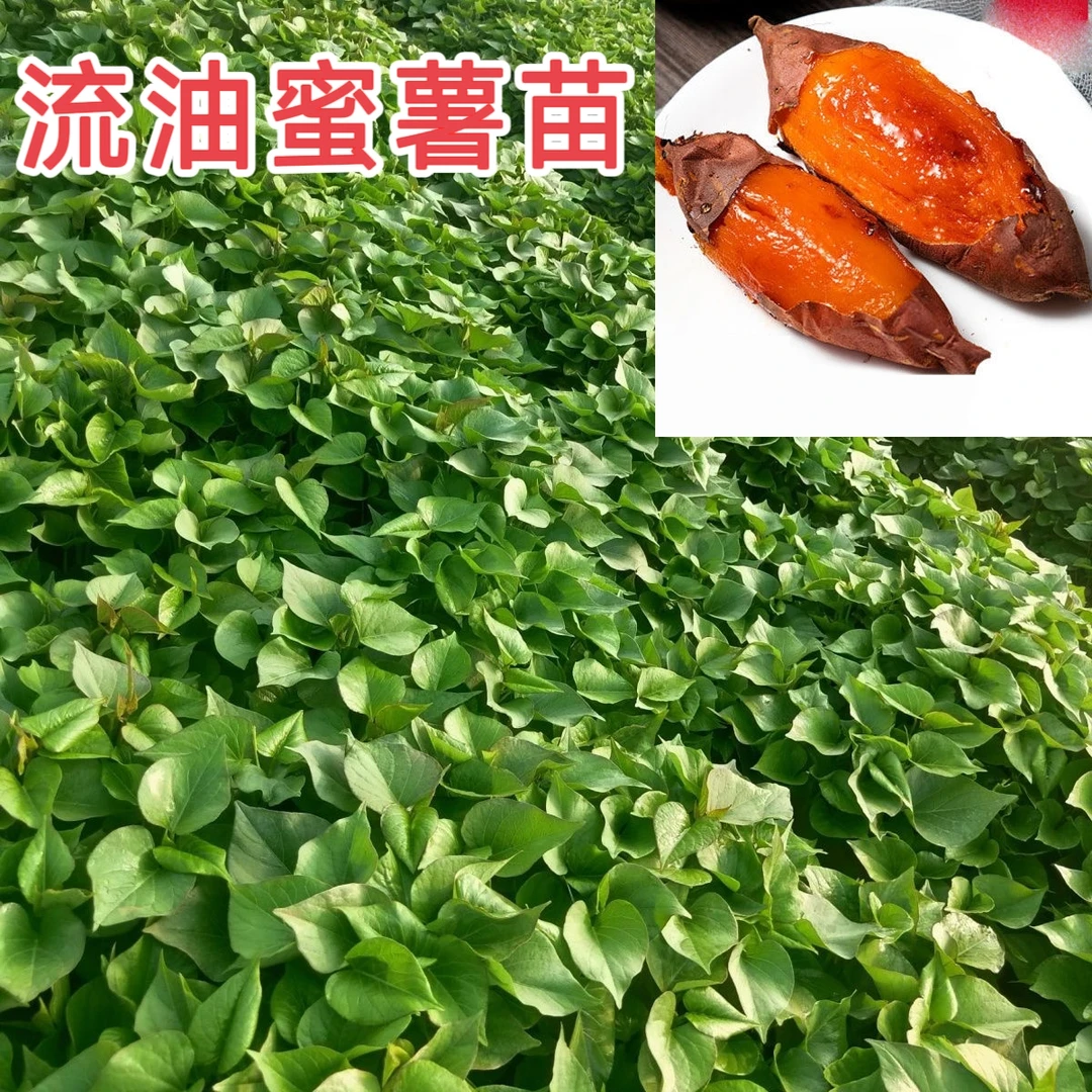 《红薯苗地瓜苗》西瓜红糖心蜜薯板栗薯龙薯9哈密