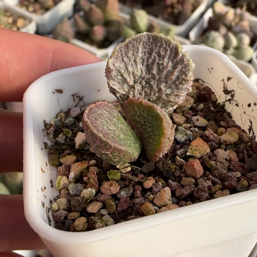 狂澜水泡多肉植物