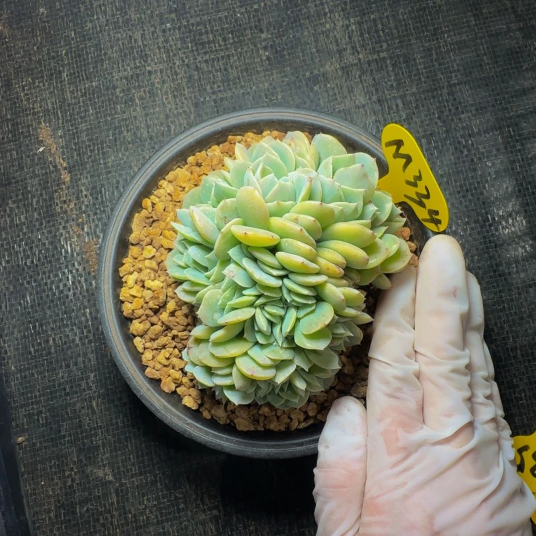 m m m m m m m m 334