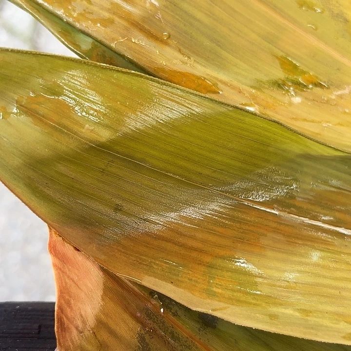 中国大陆炎陵高山本地酸菜2.6斤