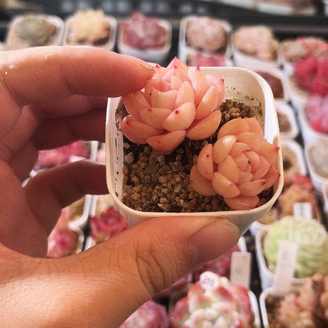 多肉植物一物一拍3-7