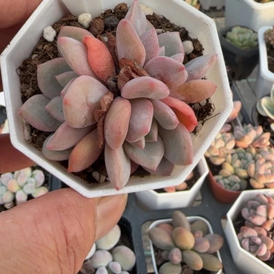 636凌雪一物一拍多肉