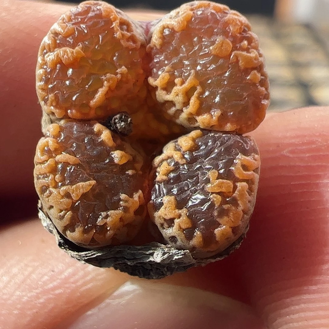 一物一拍。        952