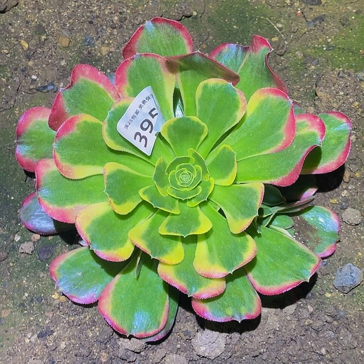 3954特斯拉多肉植物