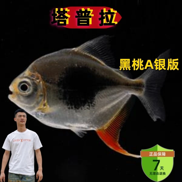 塔普拉黑桃A观赏鱼-印尼原产地热带鱼包活包损精选高品质运费自理