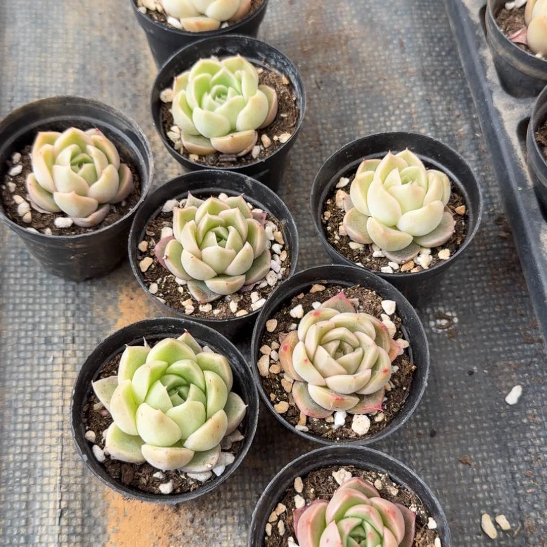 九颗丽娜莲杂交杂月影11-173