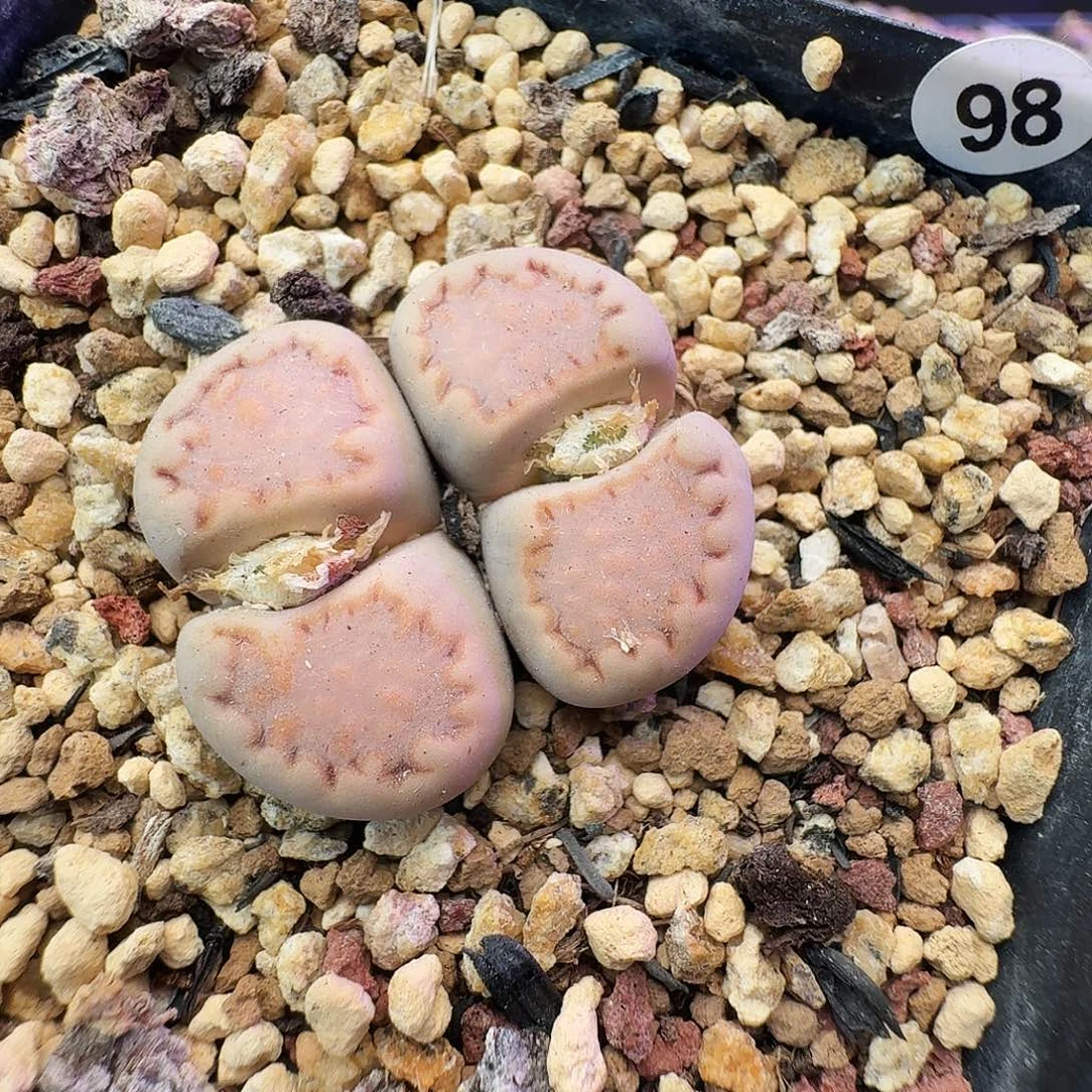 多肉植物福利特特98