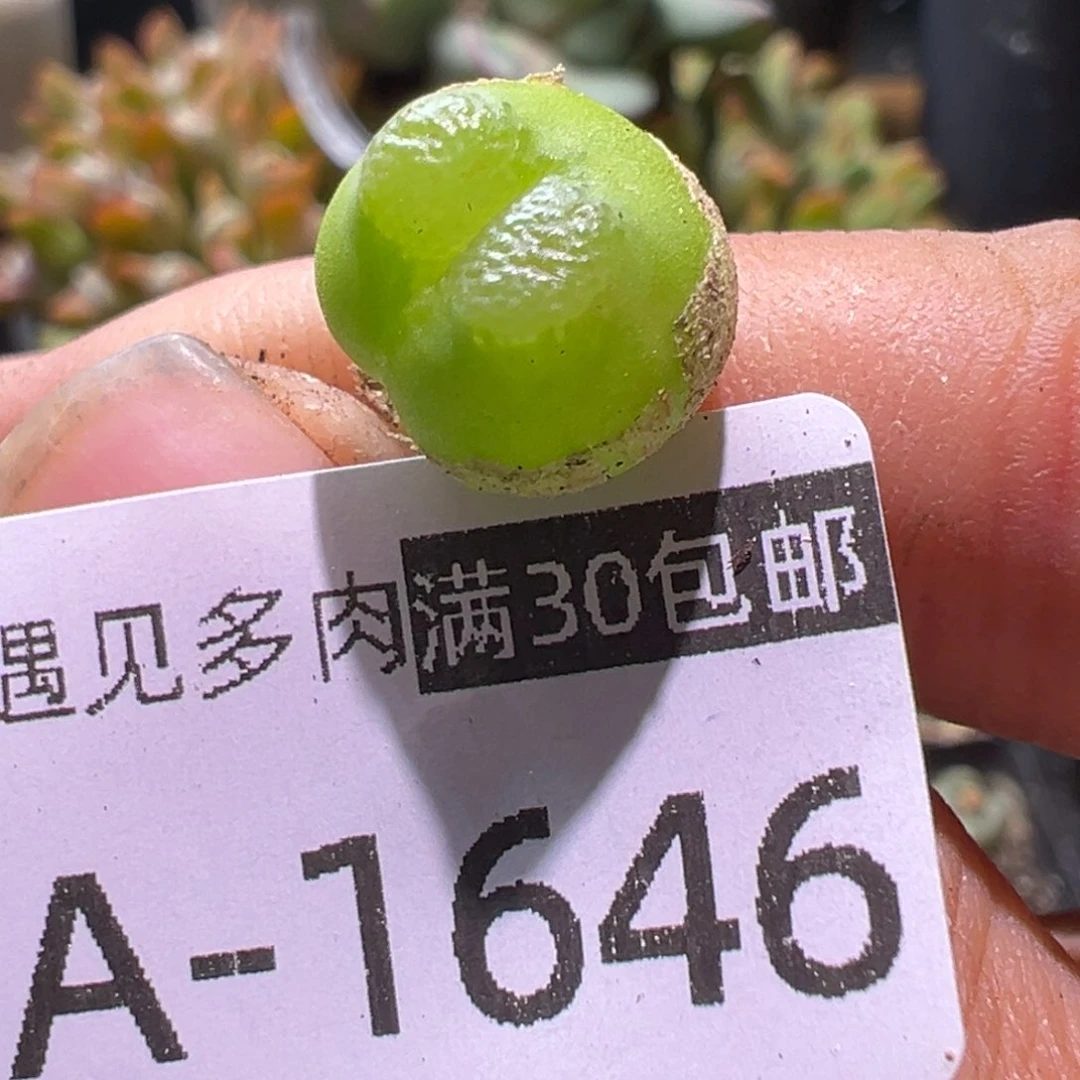 多肉植物11111111111111111