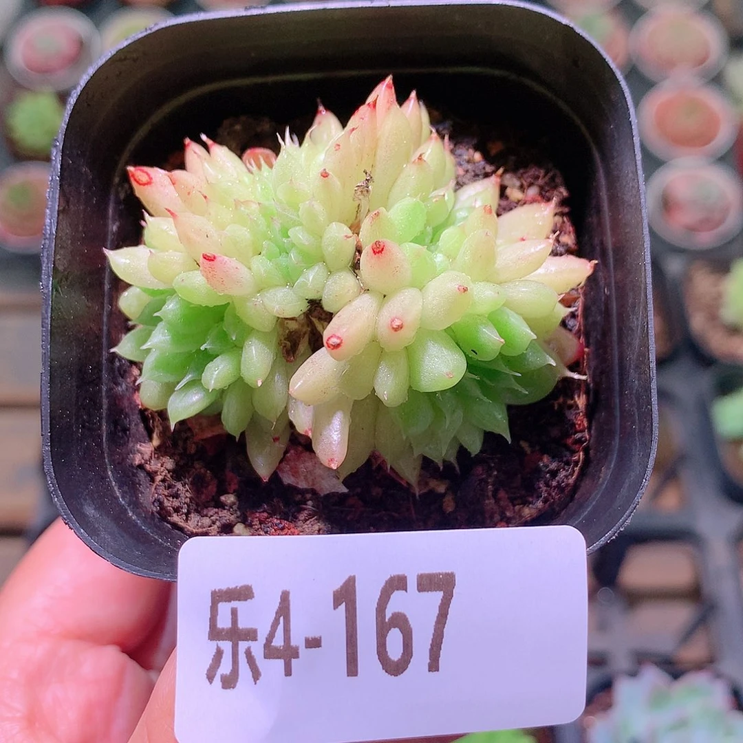 乐然4-167 麦秆群