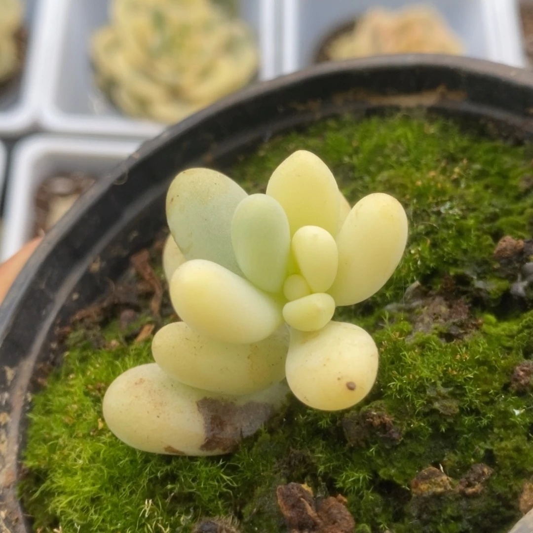 050奶酪锦锦锦锦锦锦