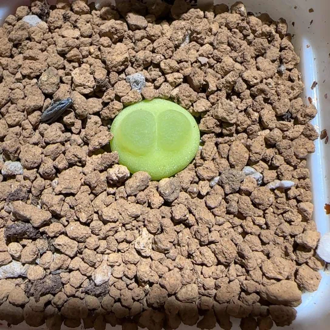 肉锥多肉植物百科-sh1200拉登1585