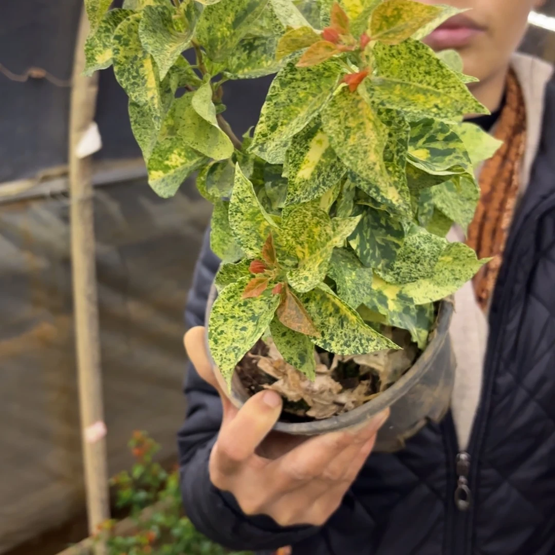 全部花苞（钻石橙2）三角梅会落花落叶会光杆苗有大有小