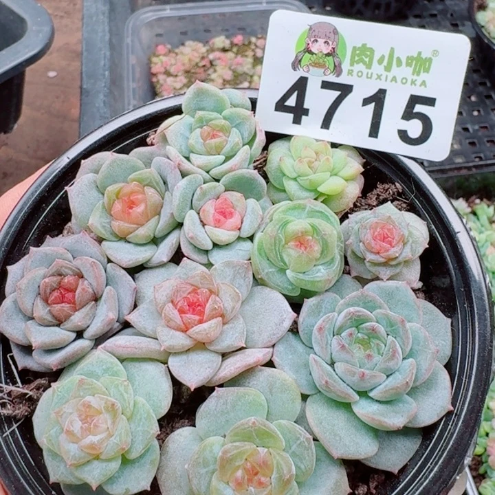 多肉植物多肉植物