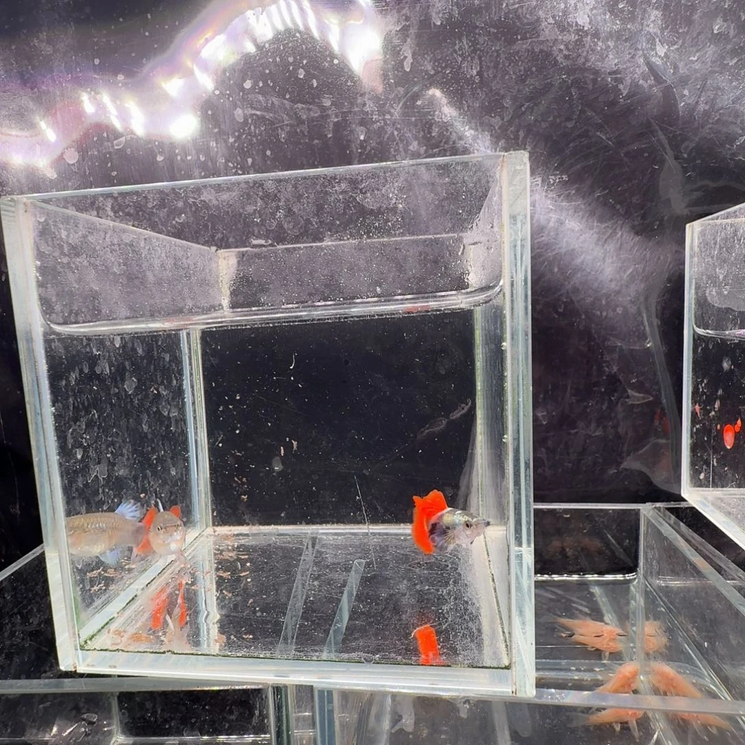 孔雀鱼鎏金花蝴蝶1对