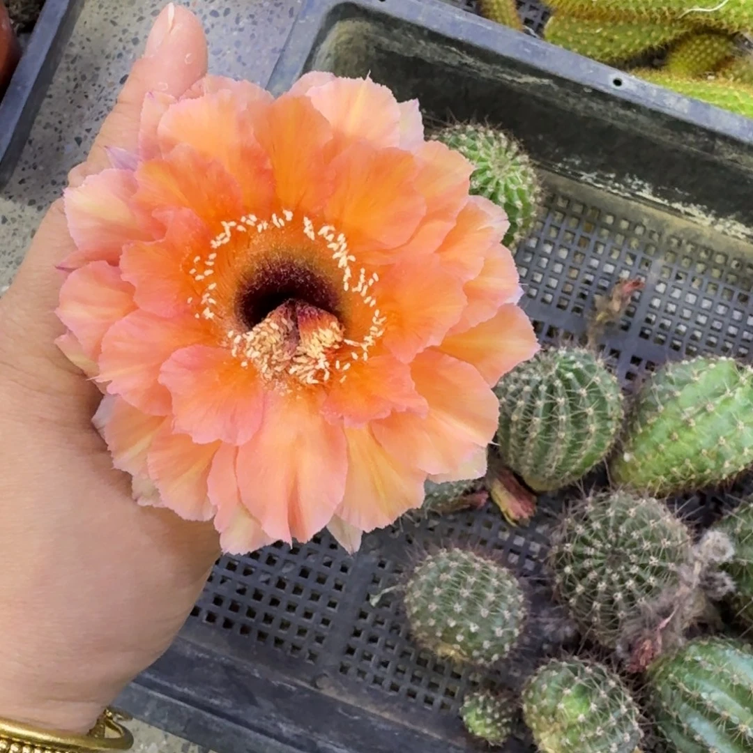 207彩草60歪无根侧牙4公分左右，20包邮