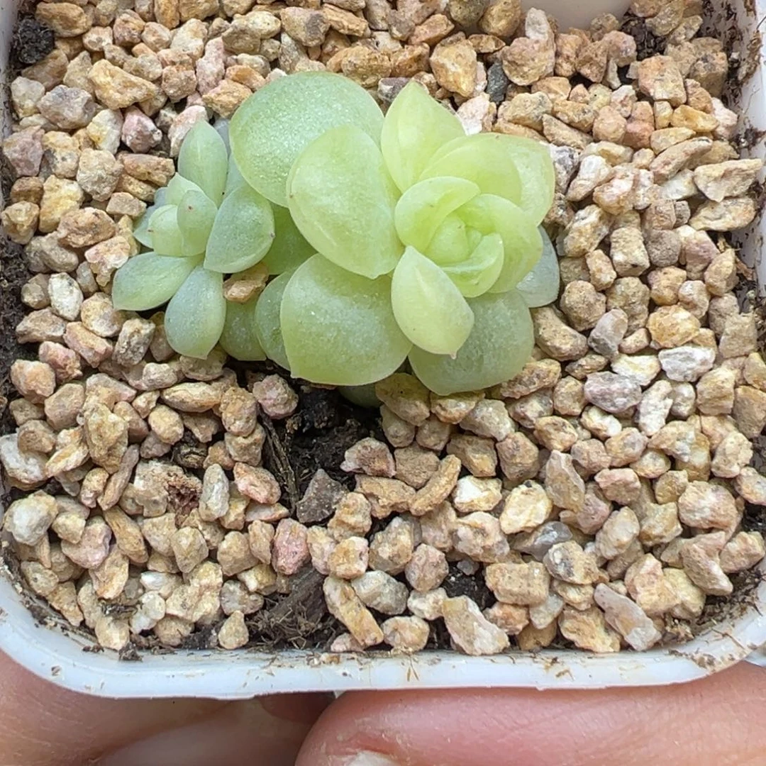 331号皛皛晗雨多肉