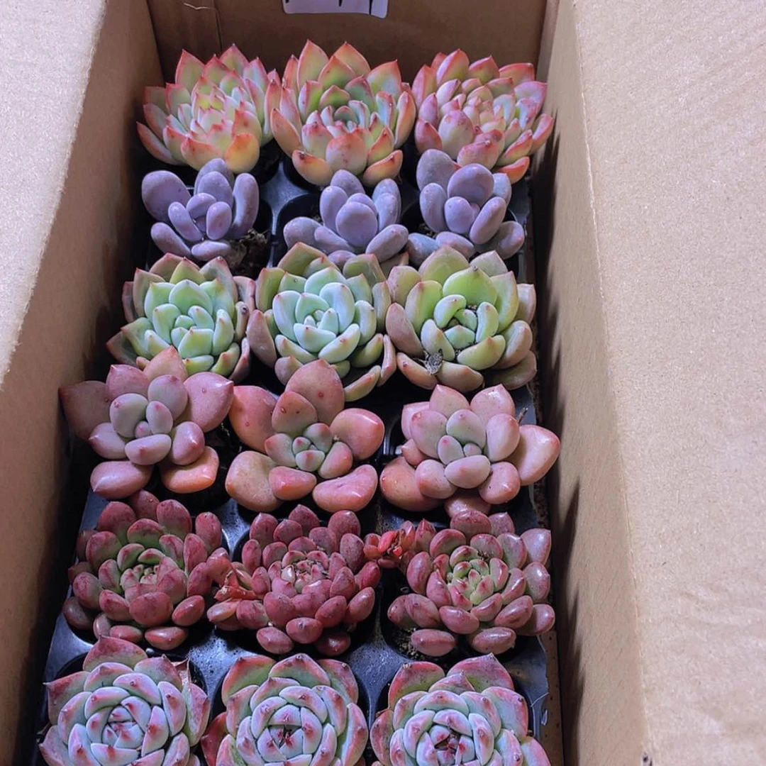 【闪购商品】【复制】18颗-151