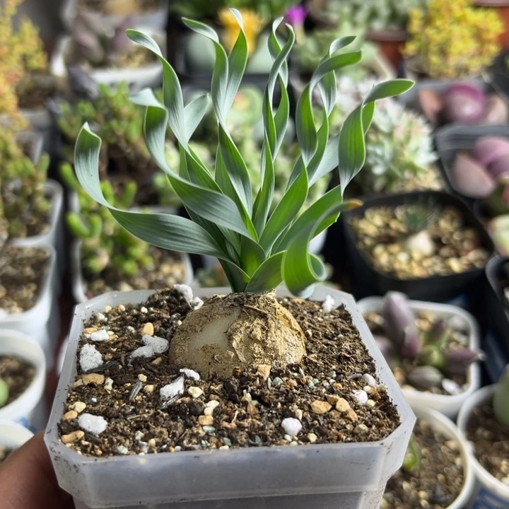 047 宽弹多肉植物