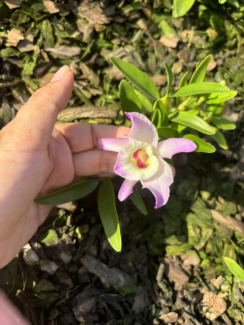 量拍金喉石斛，金钗交黄喉，花色多种