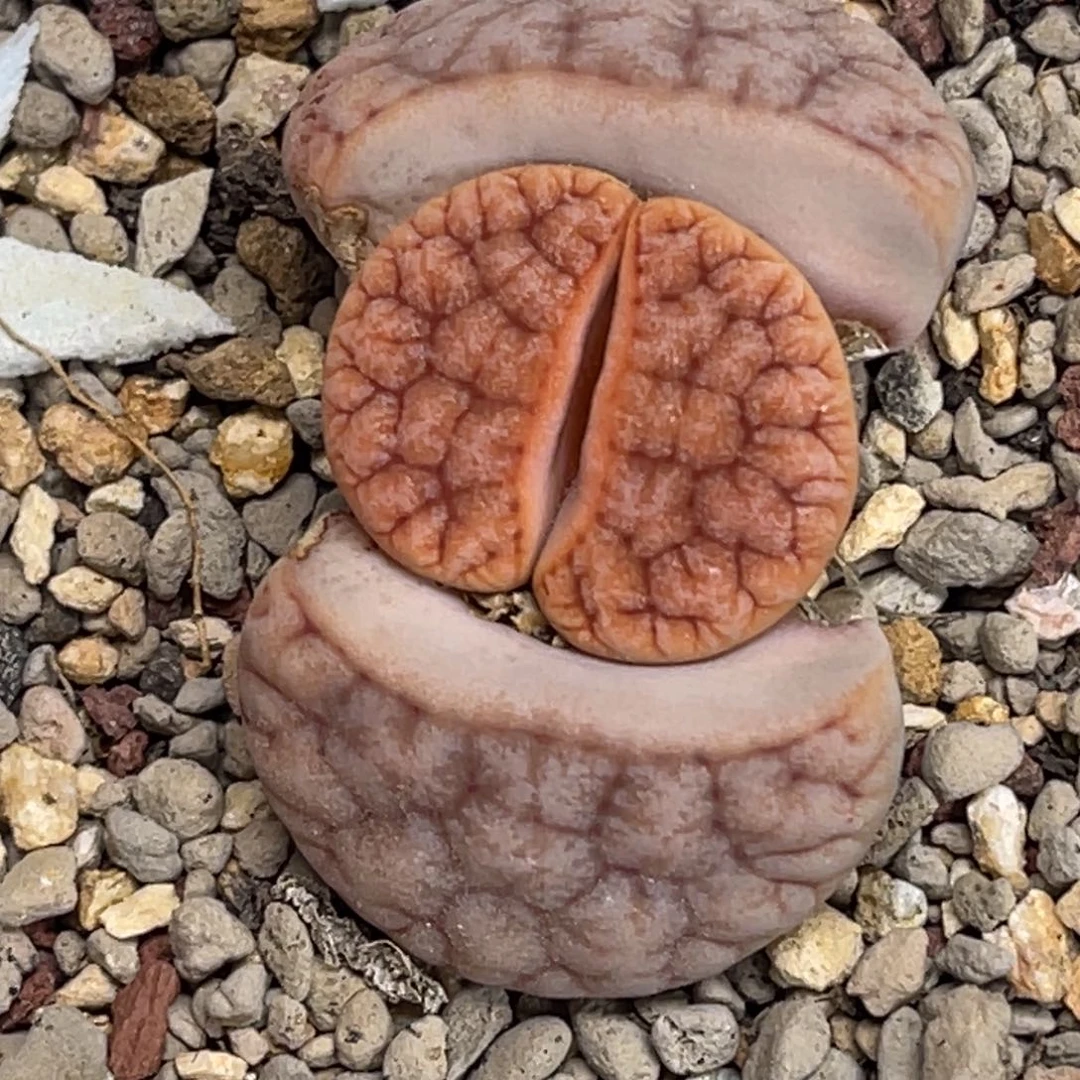 6855凹凸睫毛拿铁荒玉