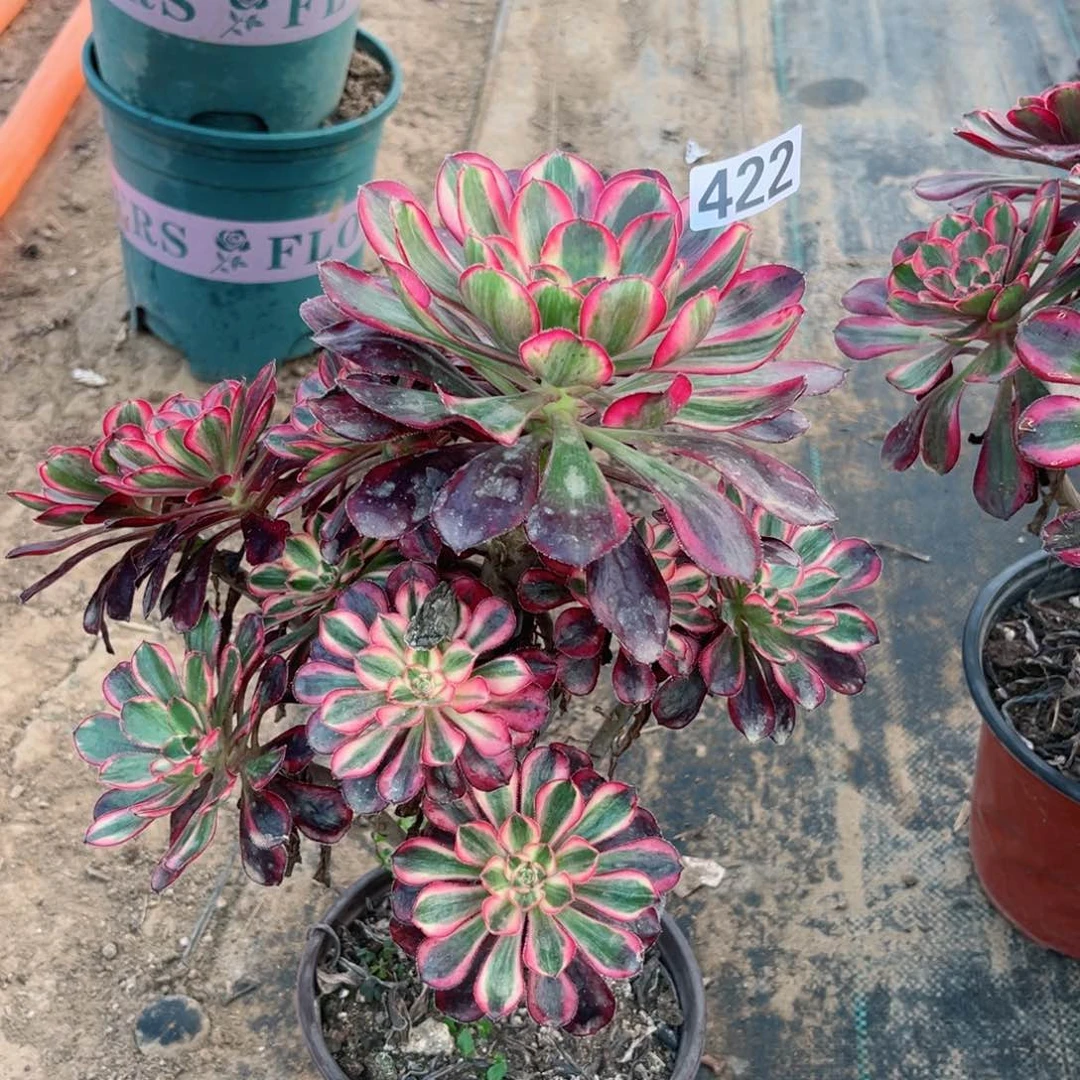 风****子422丽娜法师绿体多肉植物