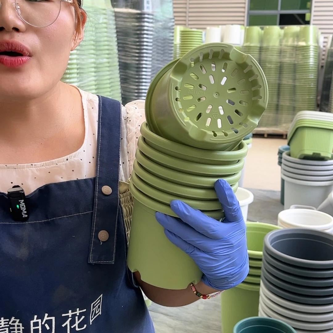 四季盆1#果绿色10个无托