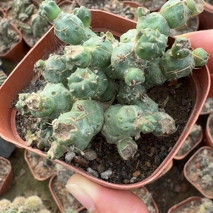 227轻骑兵团扇根脱土发货斑点侧牙无售后