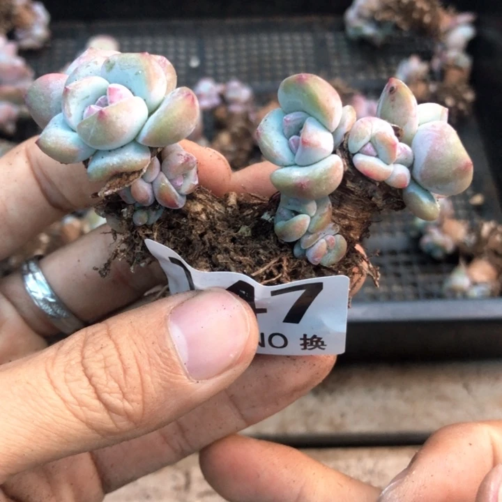 星影石榴籽福利出咯 147